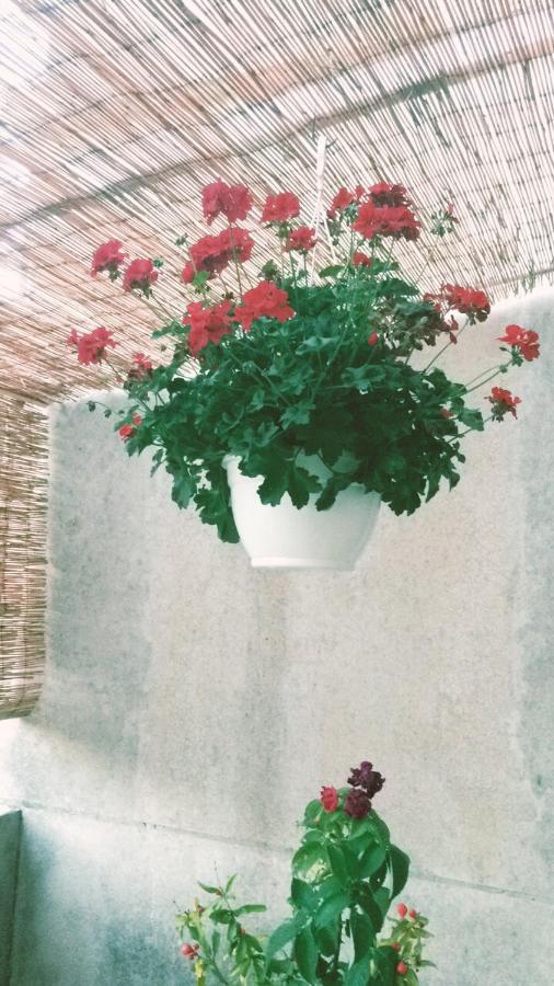 Guest House Darinka Draga Bascanska Exterior photo